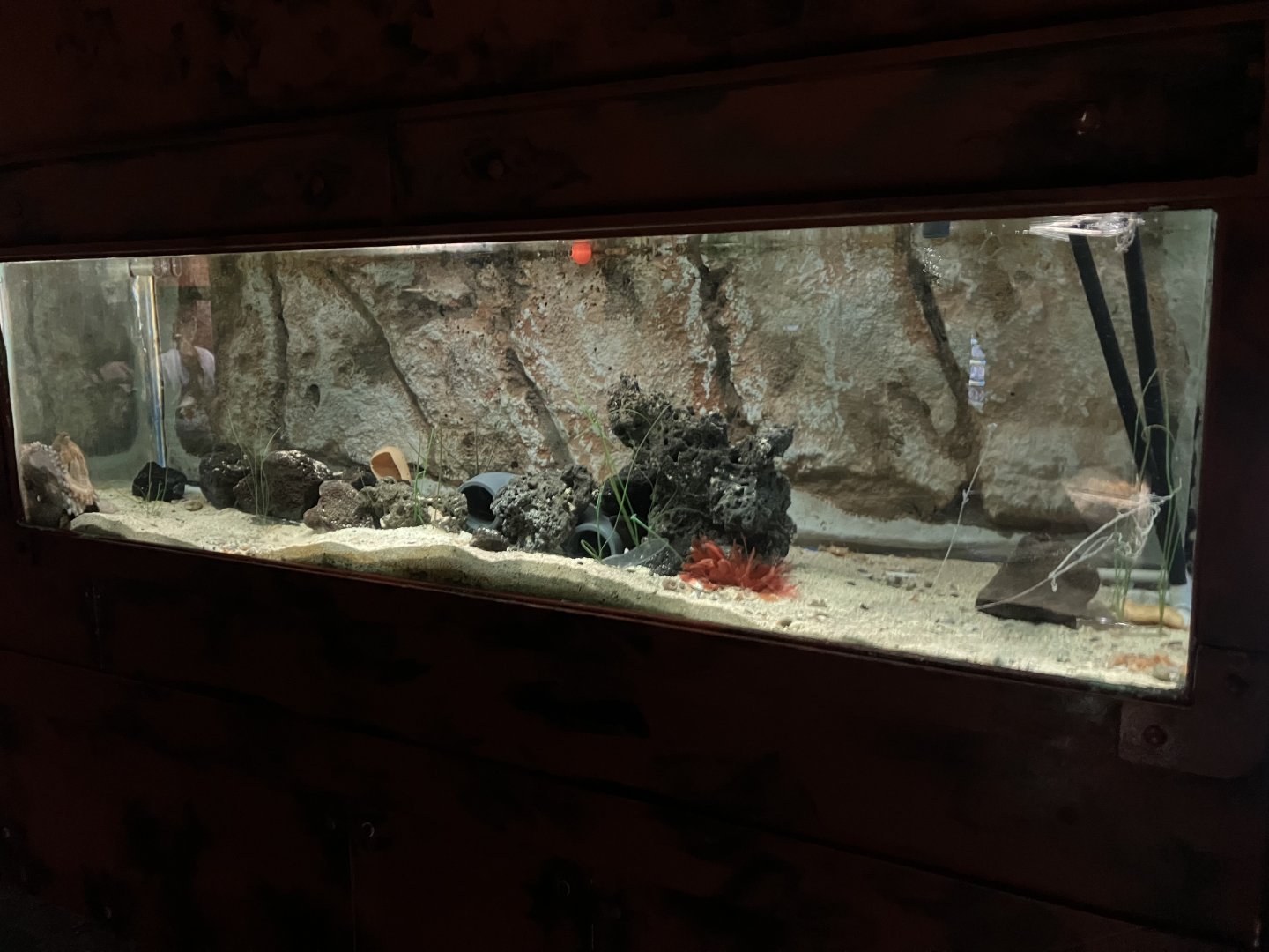 Atlantaquaria Galway-Common octopus tank