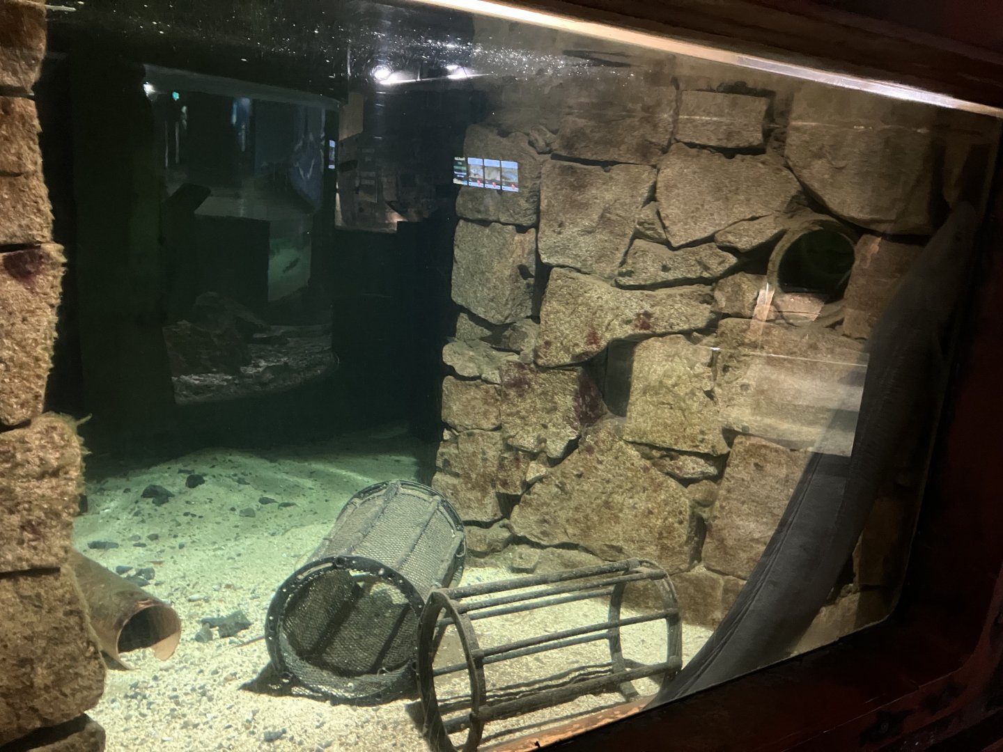 Atlantaquaria Galway-Conger eel tank