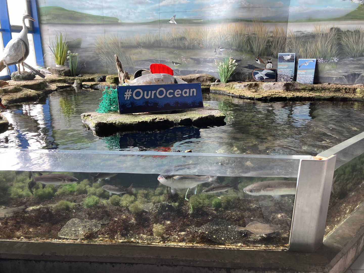 Atlantaquaria Galway-Estuary tank