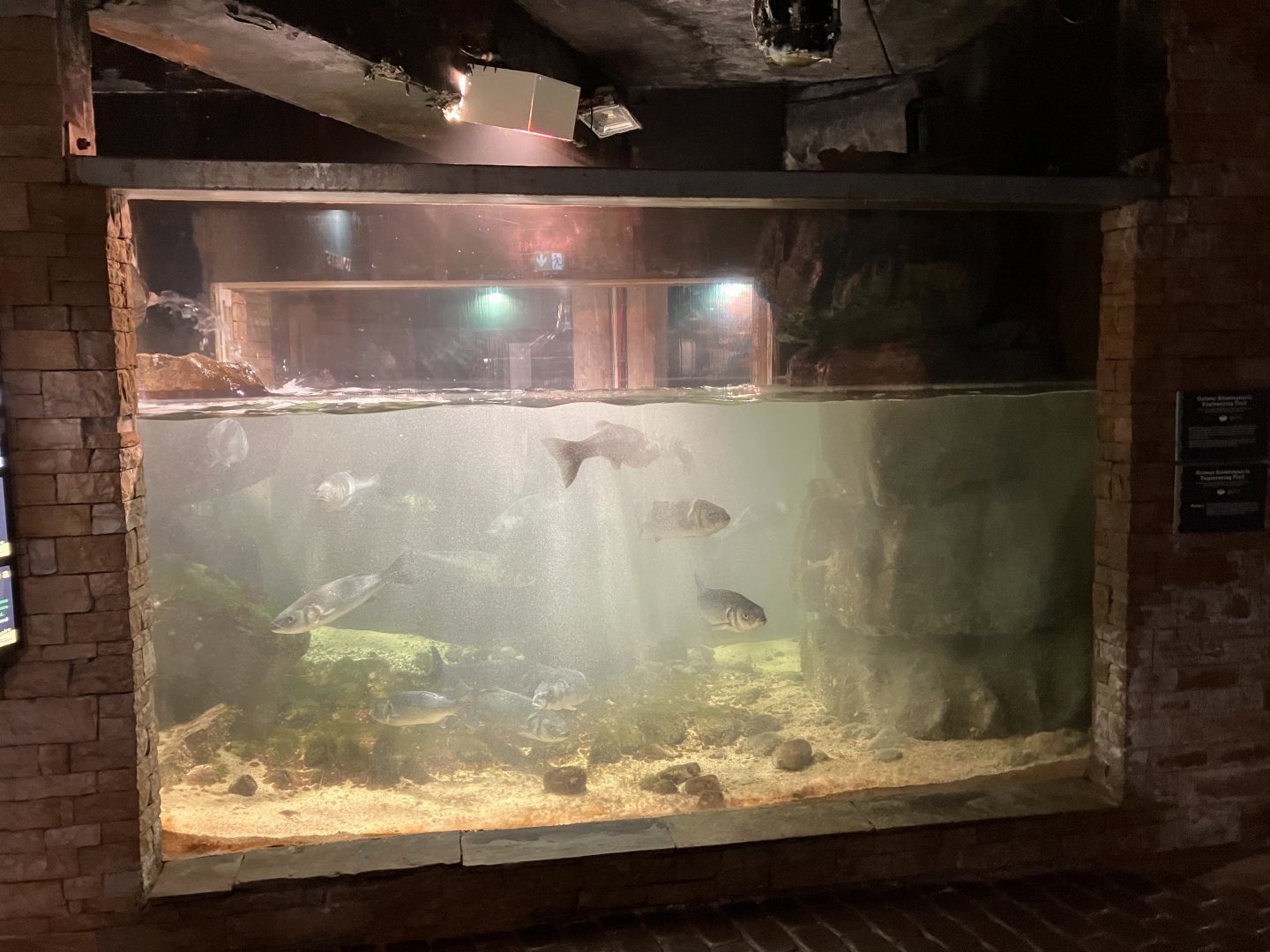 Atlantaquaria Galway-European sea bass aquarium