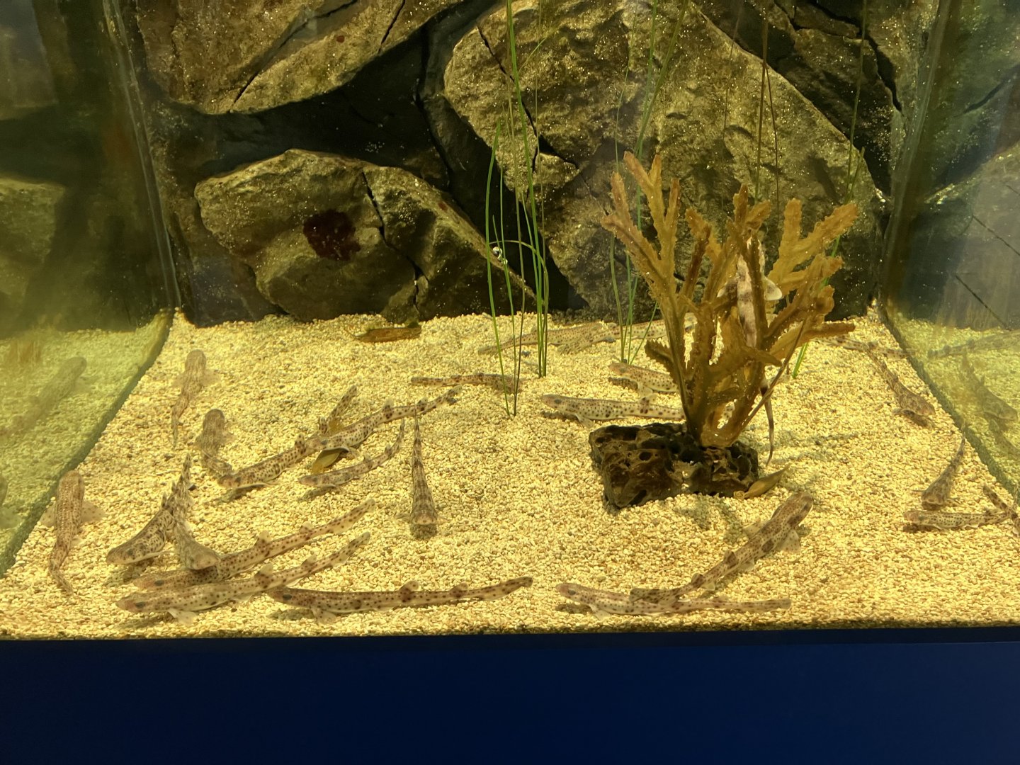 Atlantaquaria Galway-Lesser spotted dogfish younglings