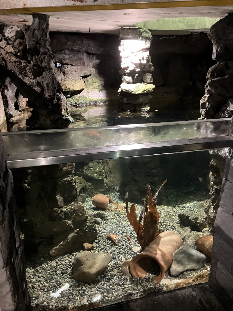 Atlantaquaria Galway-Lobster tank