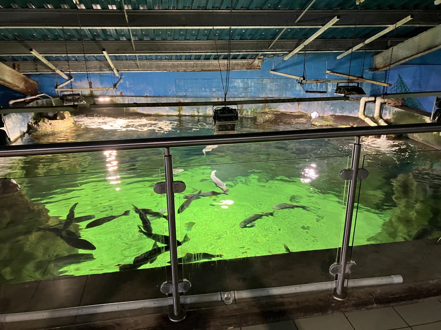 Atlantaquaria Galway-Main tank from above