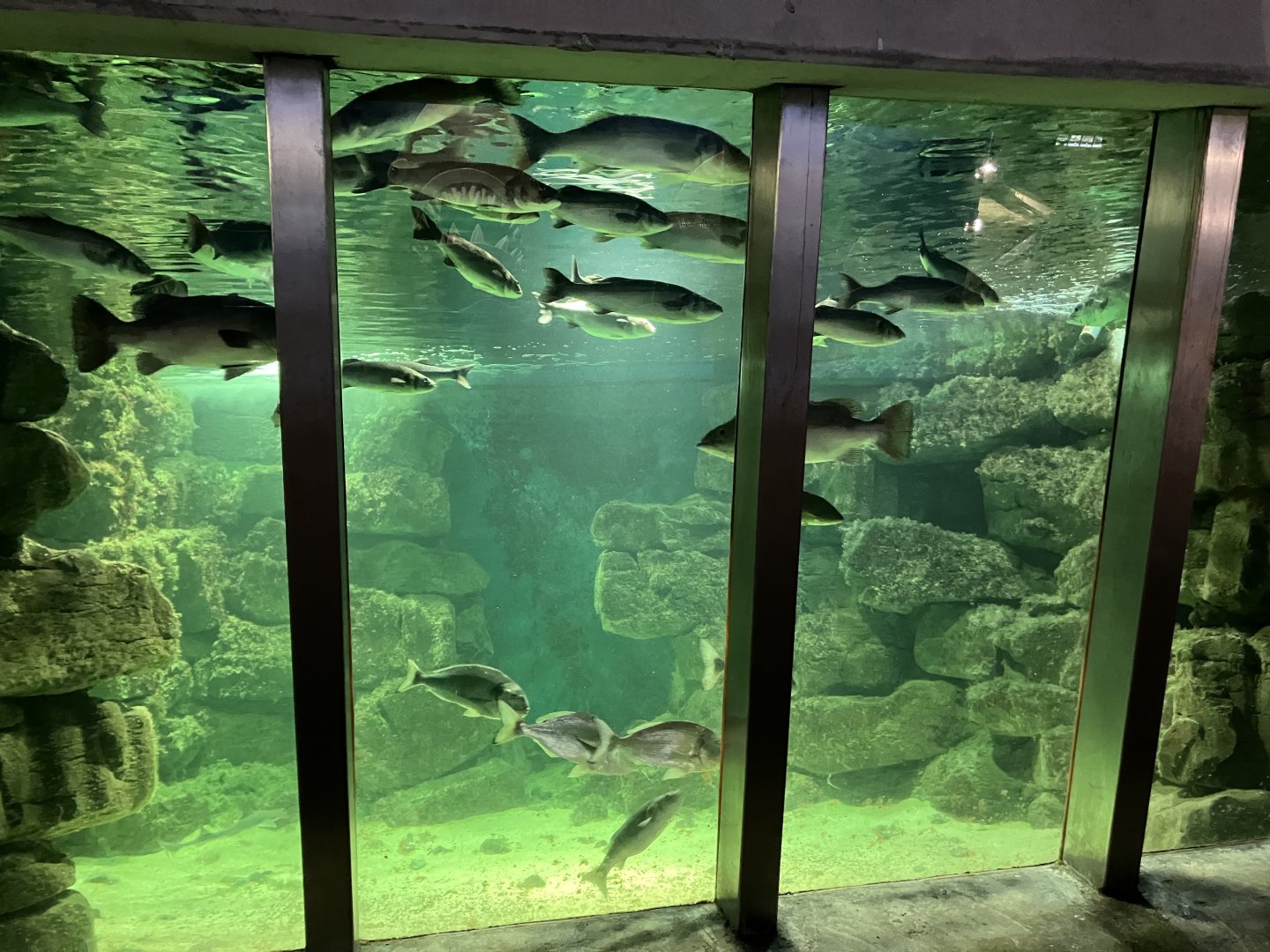 Atlantaquaria Galway-Main tank