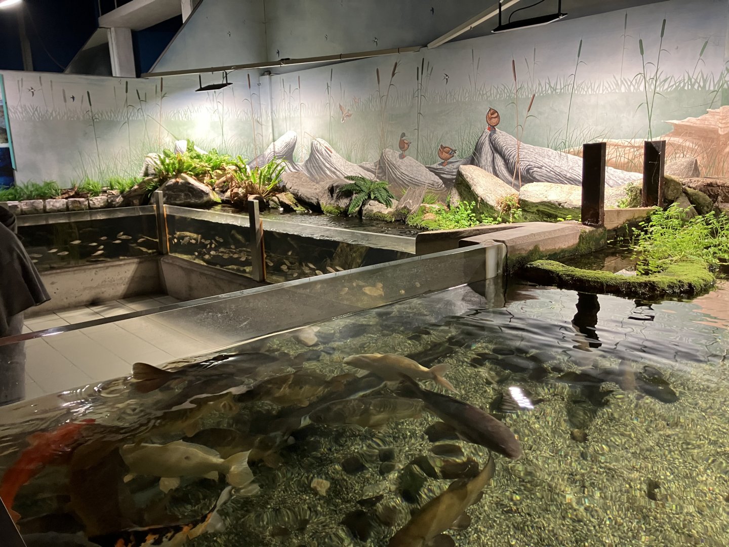 Atlantaquaria Galway-Native fish tanks