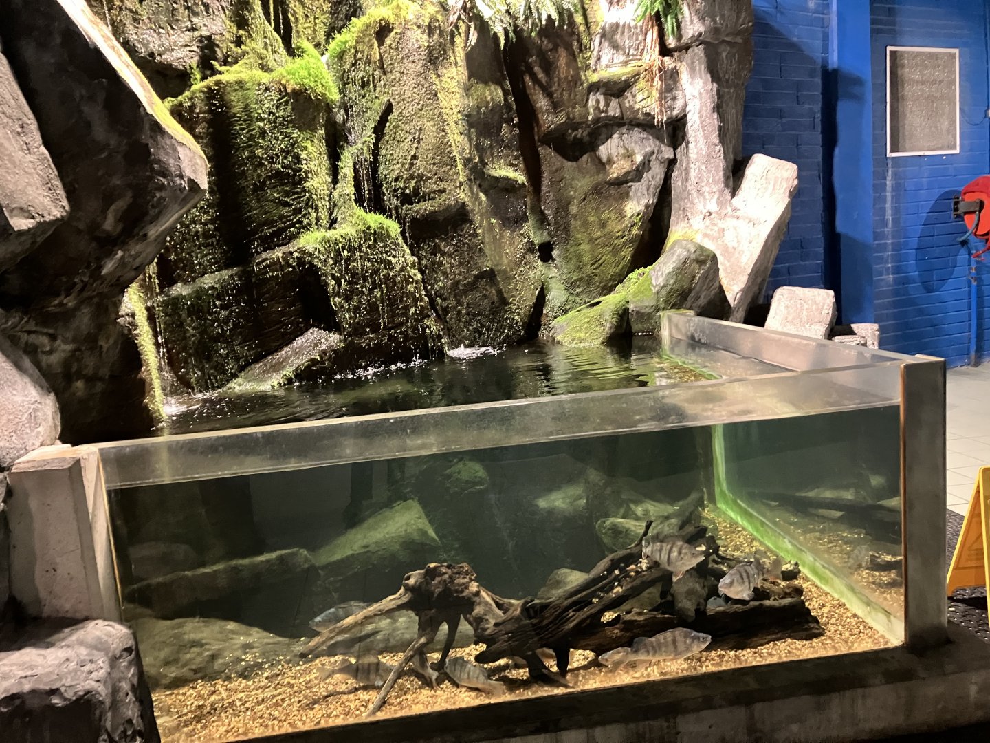 Atlantaquaria Galway-Perch aquarium