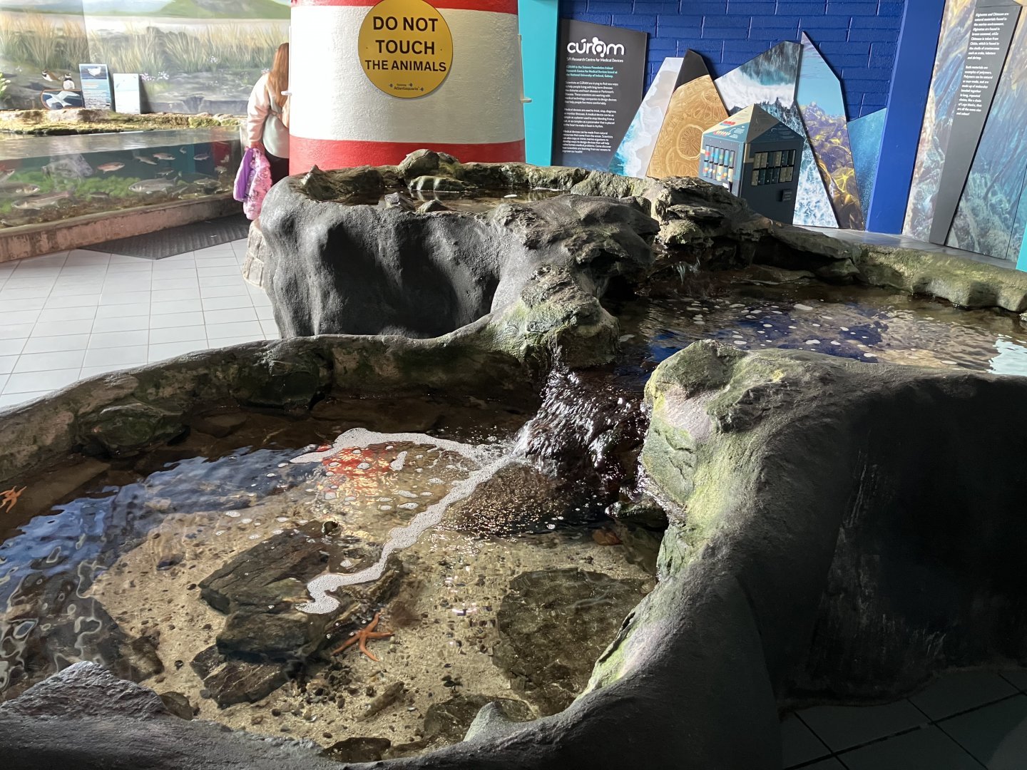 Atlantaquaria Galway-Sea cucumber, starfish and sea anemones tanks