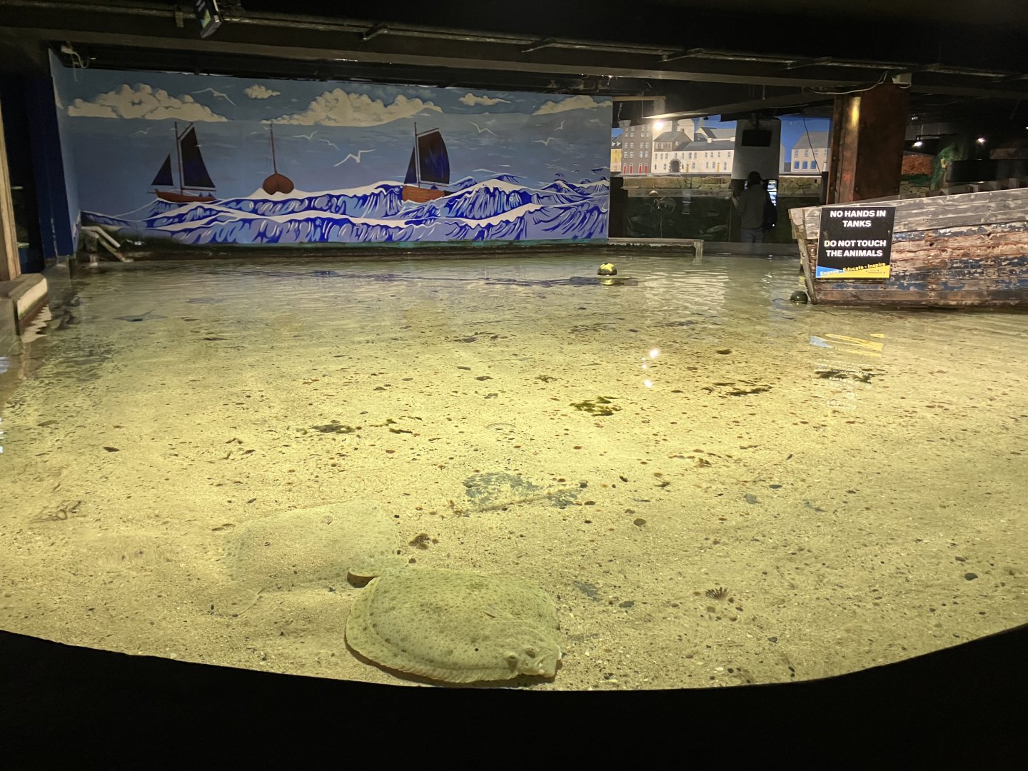 Atlantaquaria Galway-Skate and dogfish tank