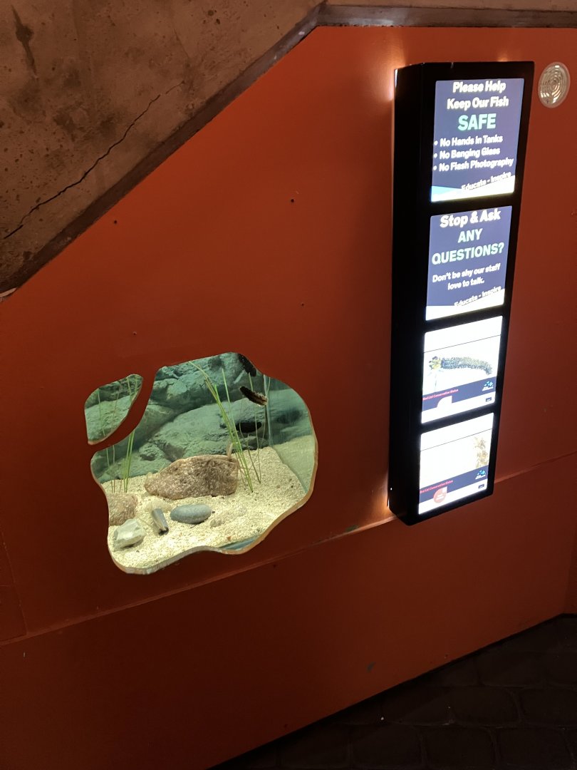 Atlantaquaria Galway-Small tank under the stairs