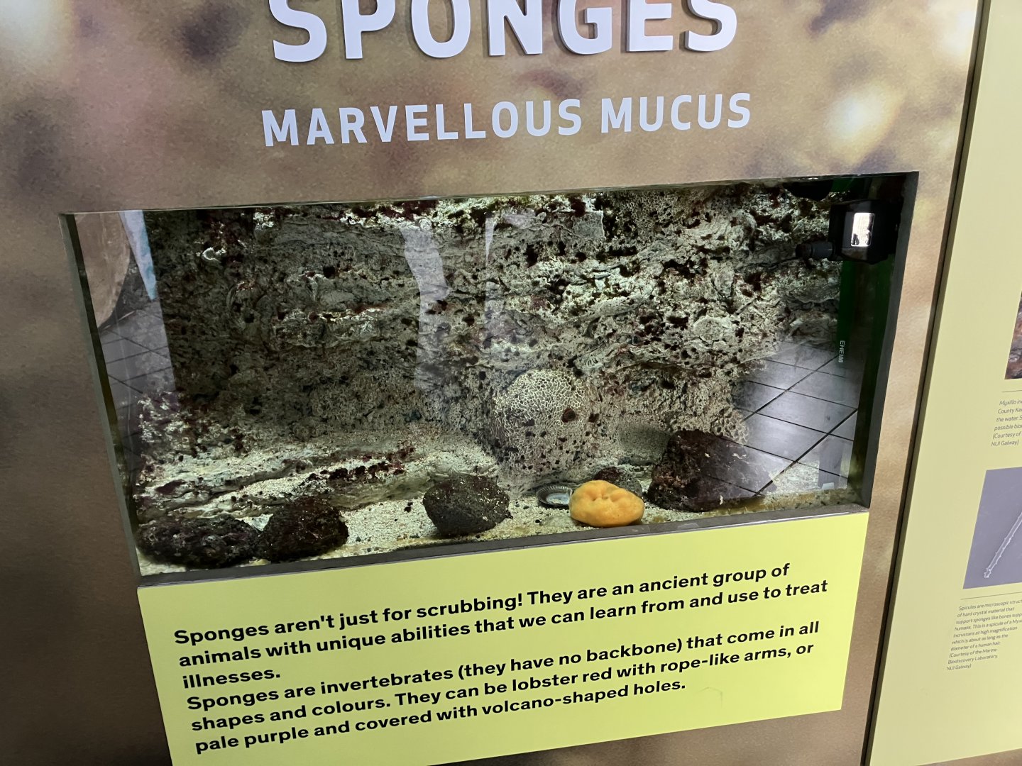 Atlantaquaria Galway-Sponge tank