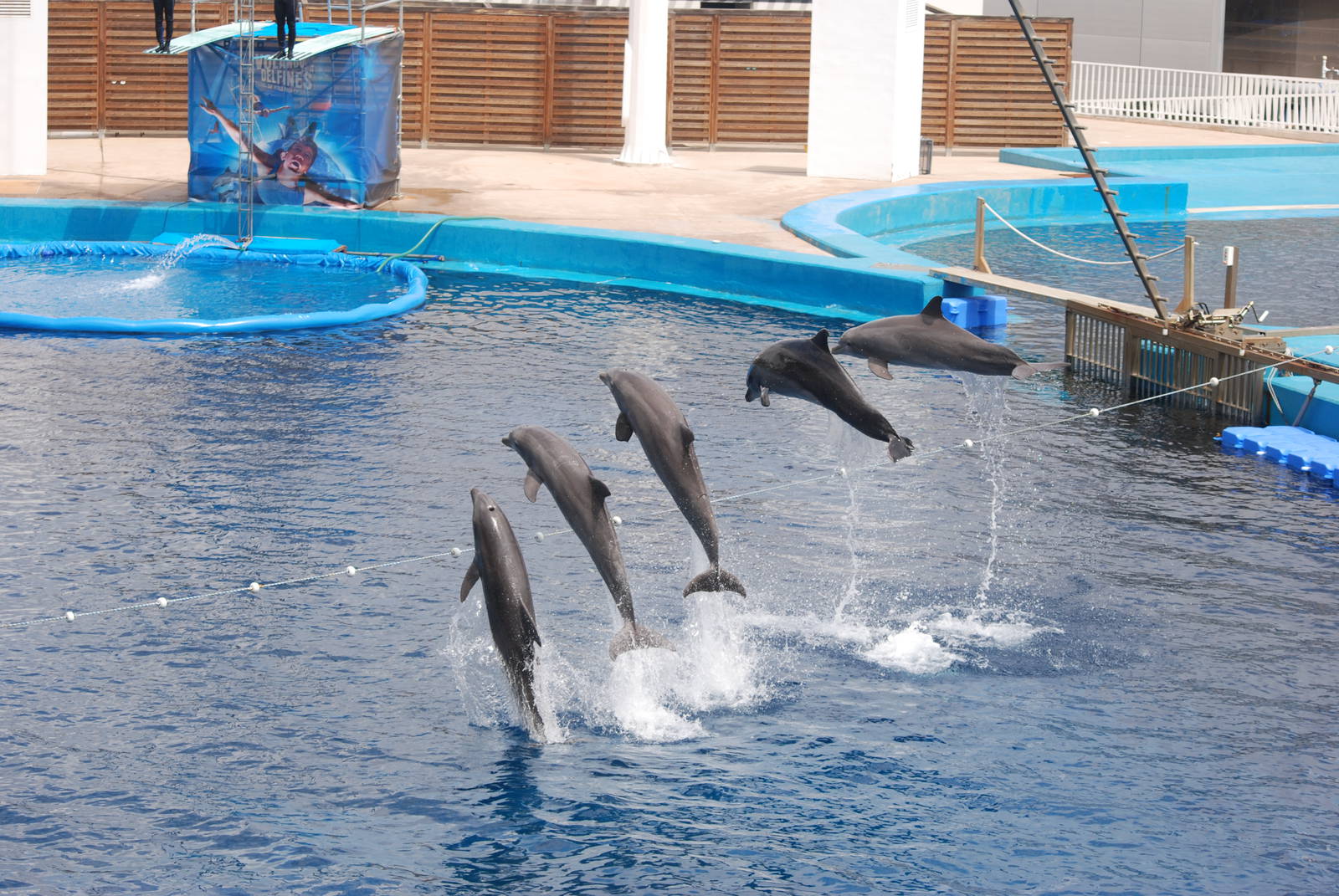 Atlantic and Black Sea Bottle-nosed Dolphins at Oceanografic, 29/05/11