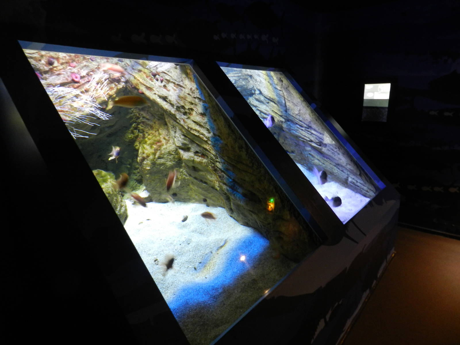 Atlantic aquariums