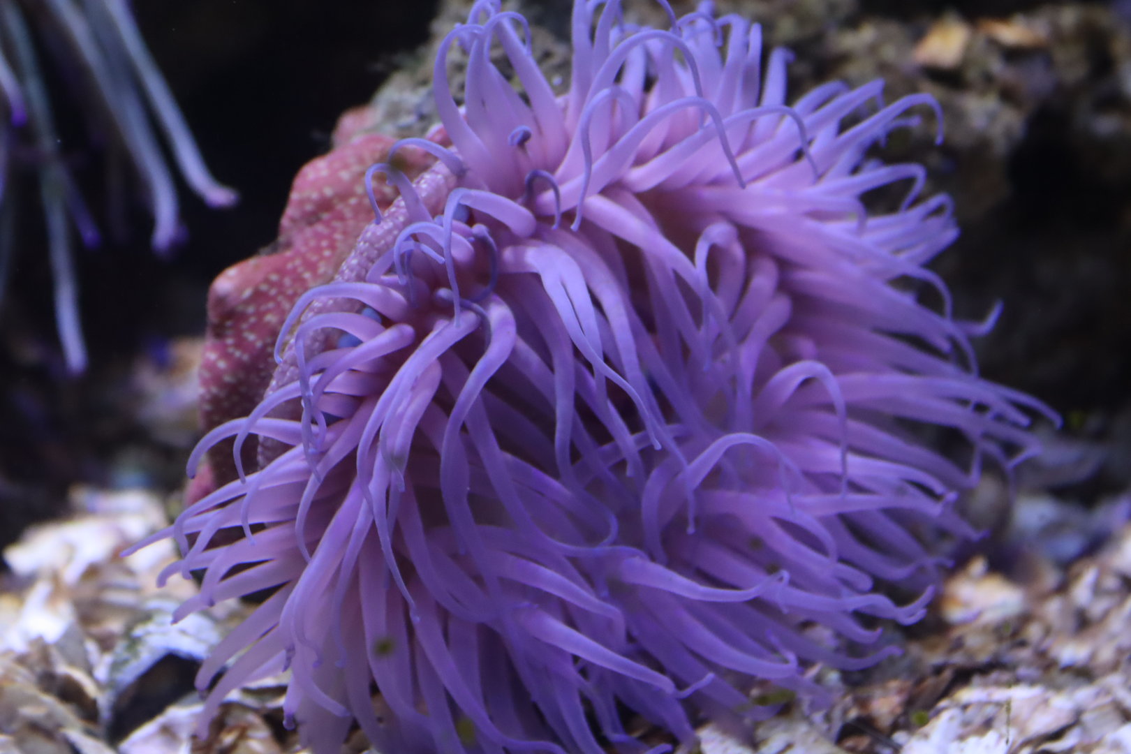 Atlantic Beadlet Anemone (Actinia equina)