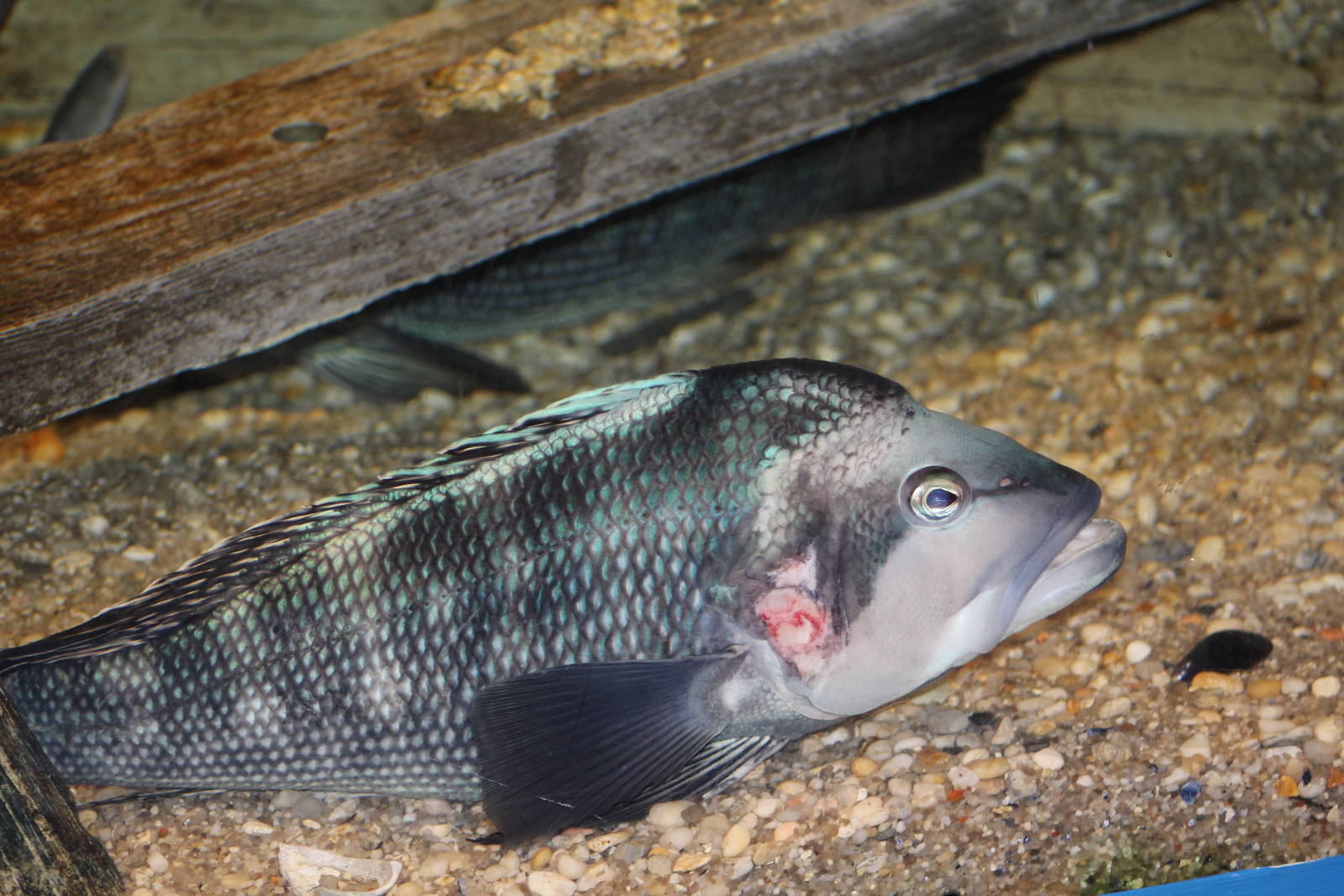 Atlantic Black Sea Bass