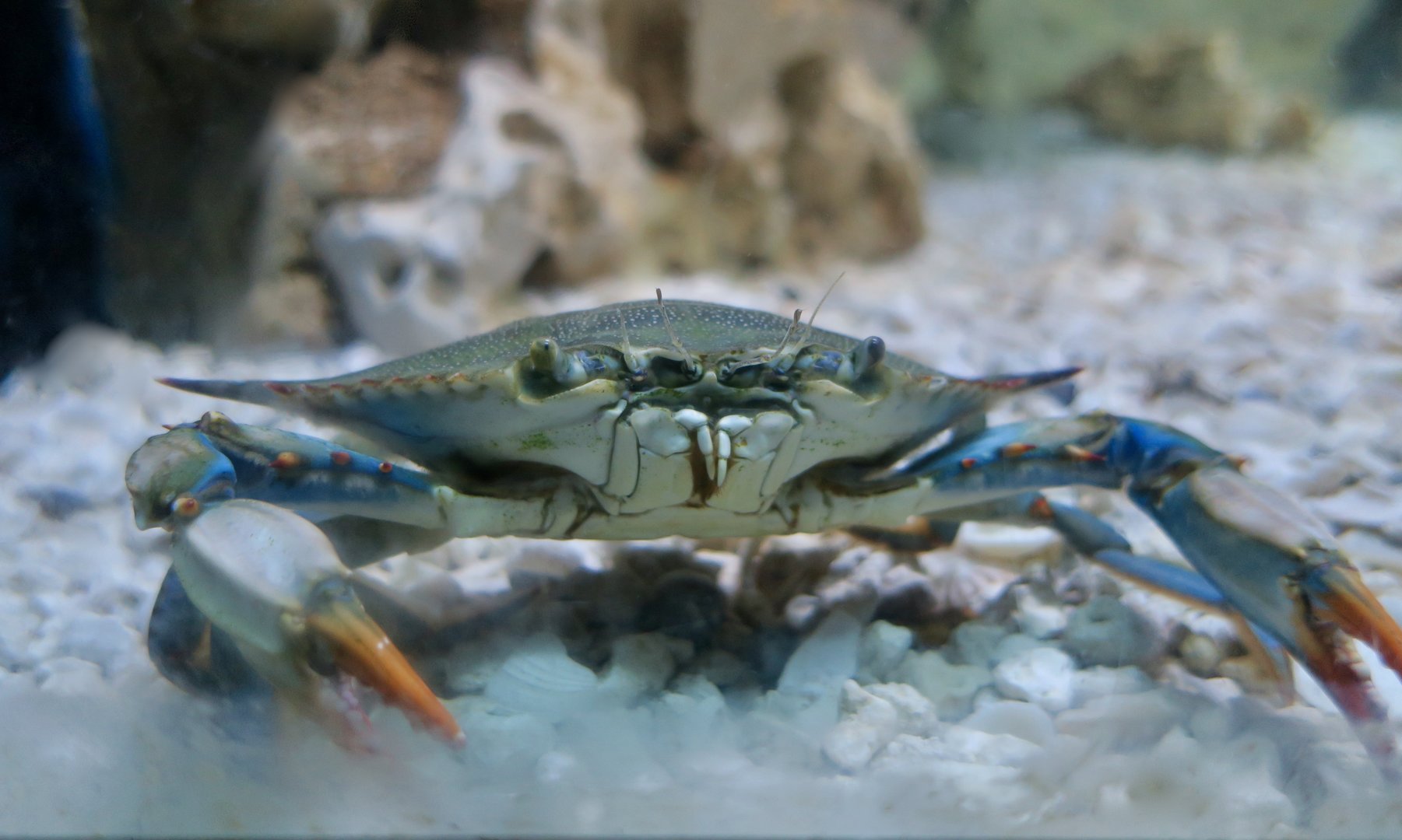 Atlantic Blue Crab (Callinectes sapidus)