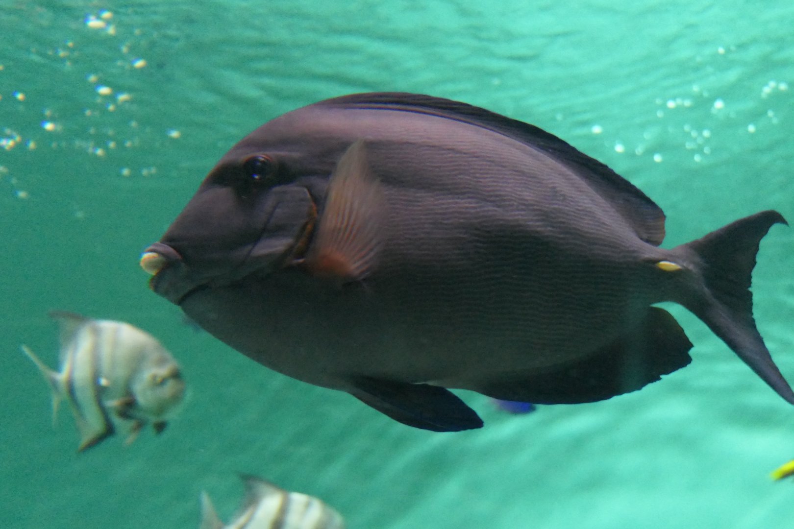 Atlantic Blue Tang (Acanthurus coeruleus)