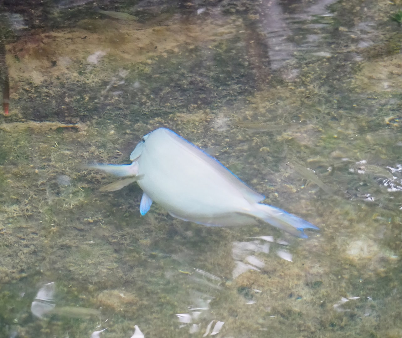 Atlantic blue tang surgeonfish (Acanthurus coeruleus), 2023-10-07
