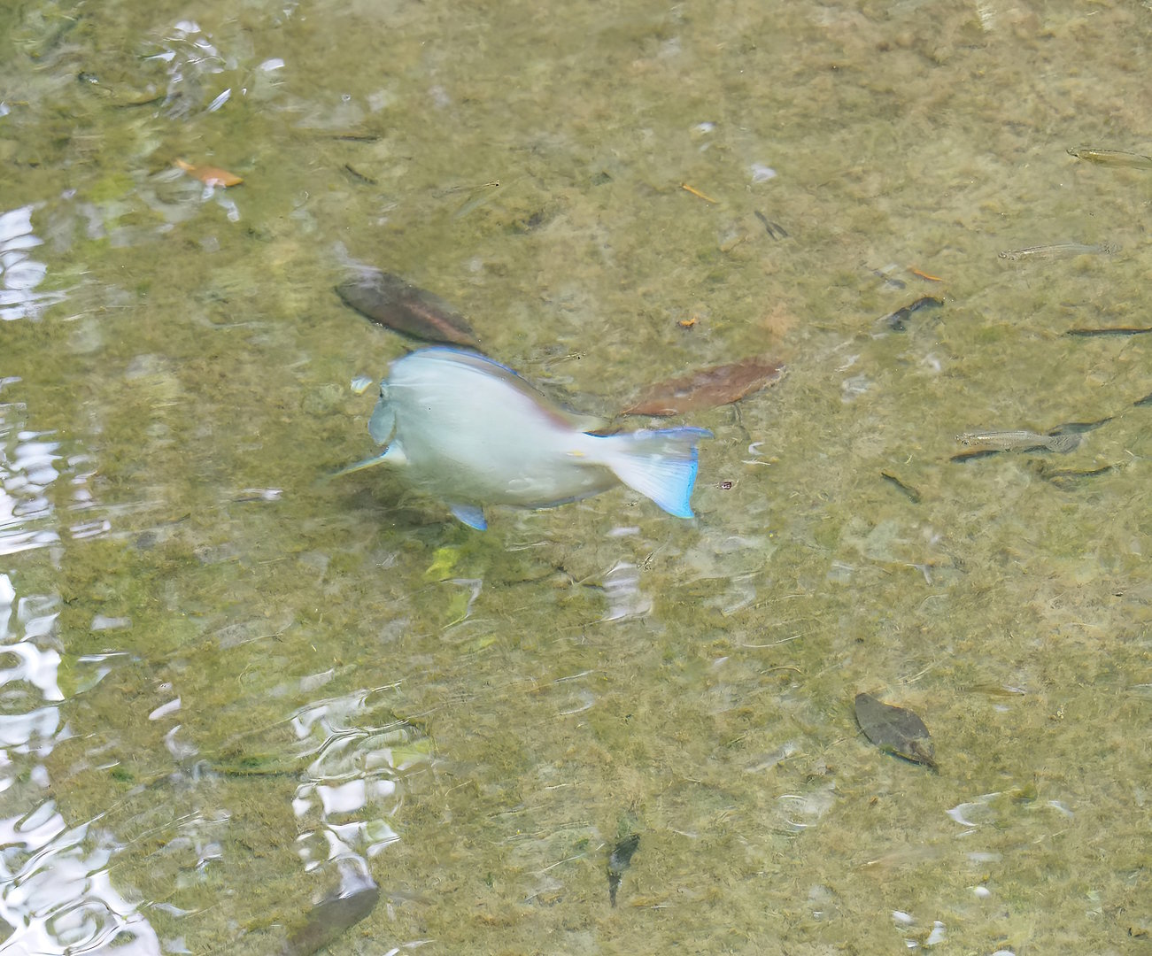 Atlantic blue tang surgeonfish (Acanthurus coeruleus), 2023-10-07
