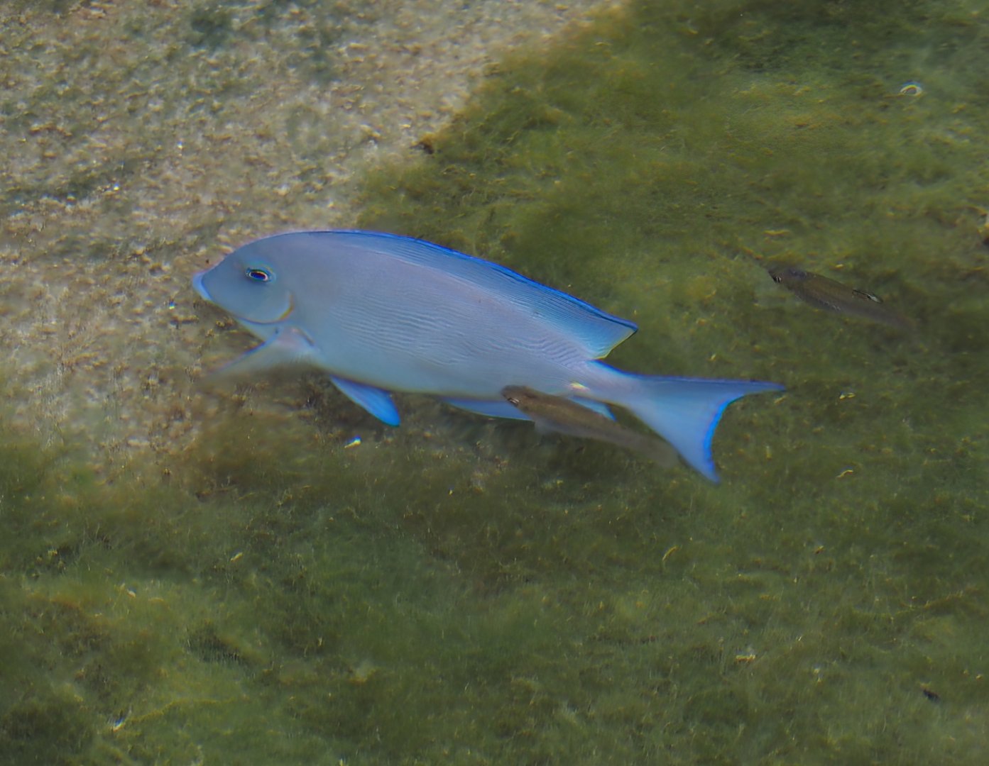 Atlantic blue tang surgeonfish (Acanthurus coeruleus), 2025-05-17