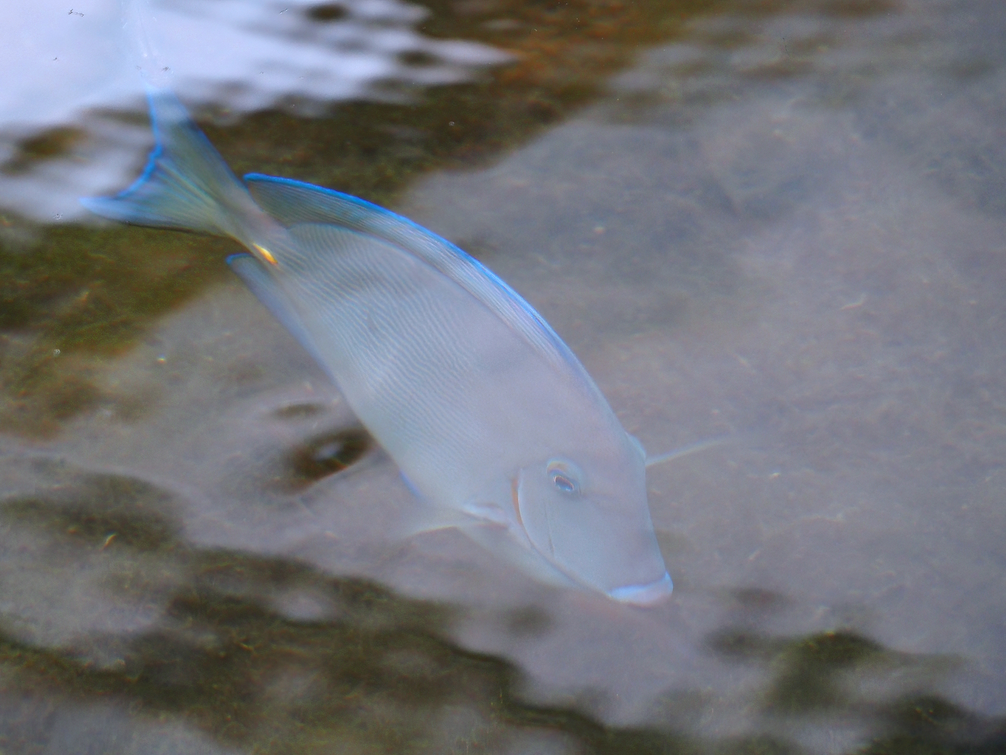 Atlantic blue tang surgeonfish (Acanthurus coeruleus), 2025-05-17