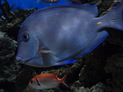 Atlantic blue tang