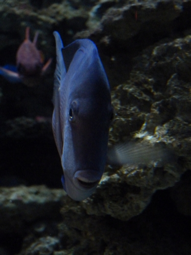 Atlantic blue tang