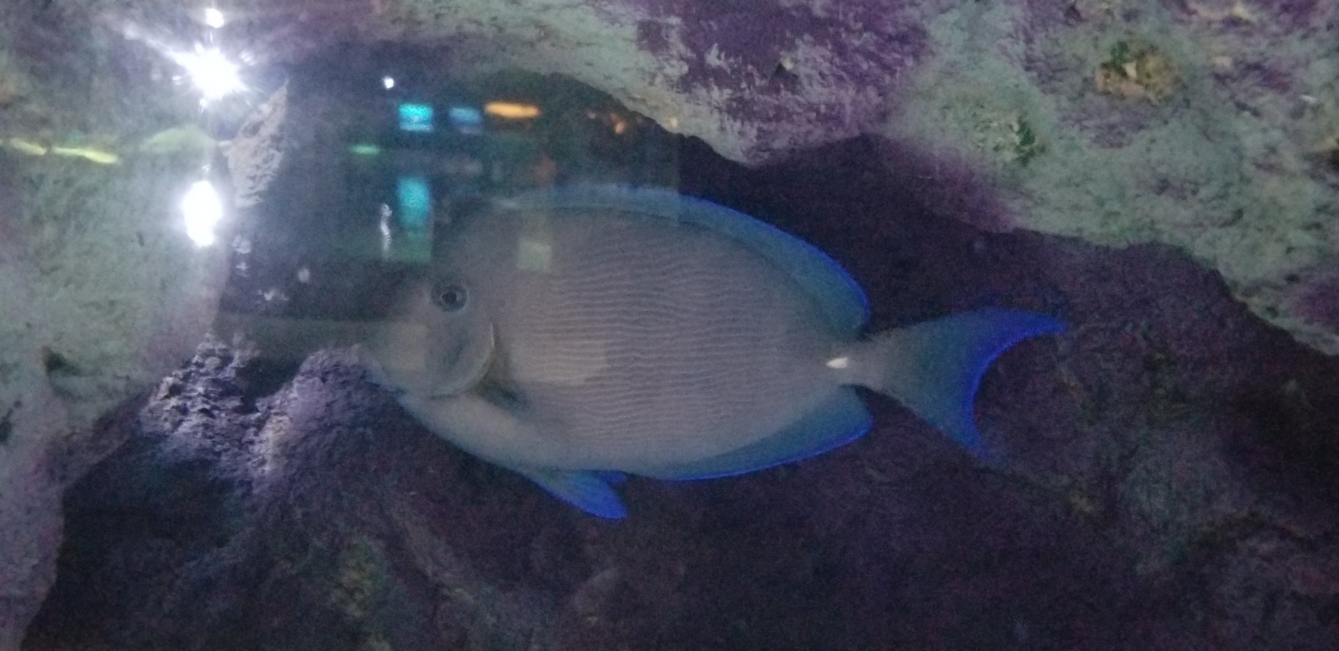 Atlantic Blue Tang