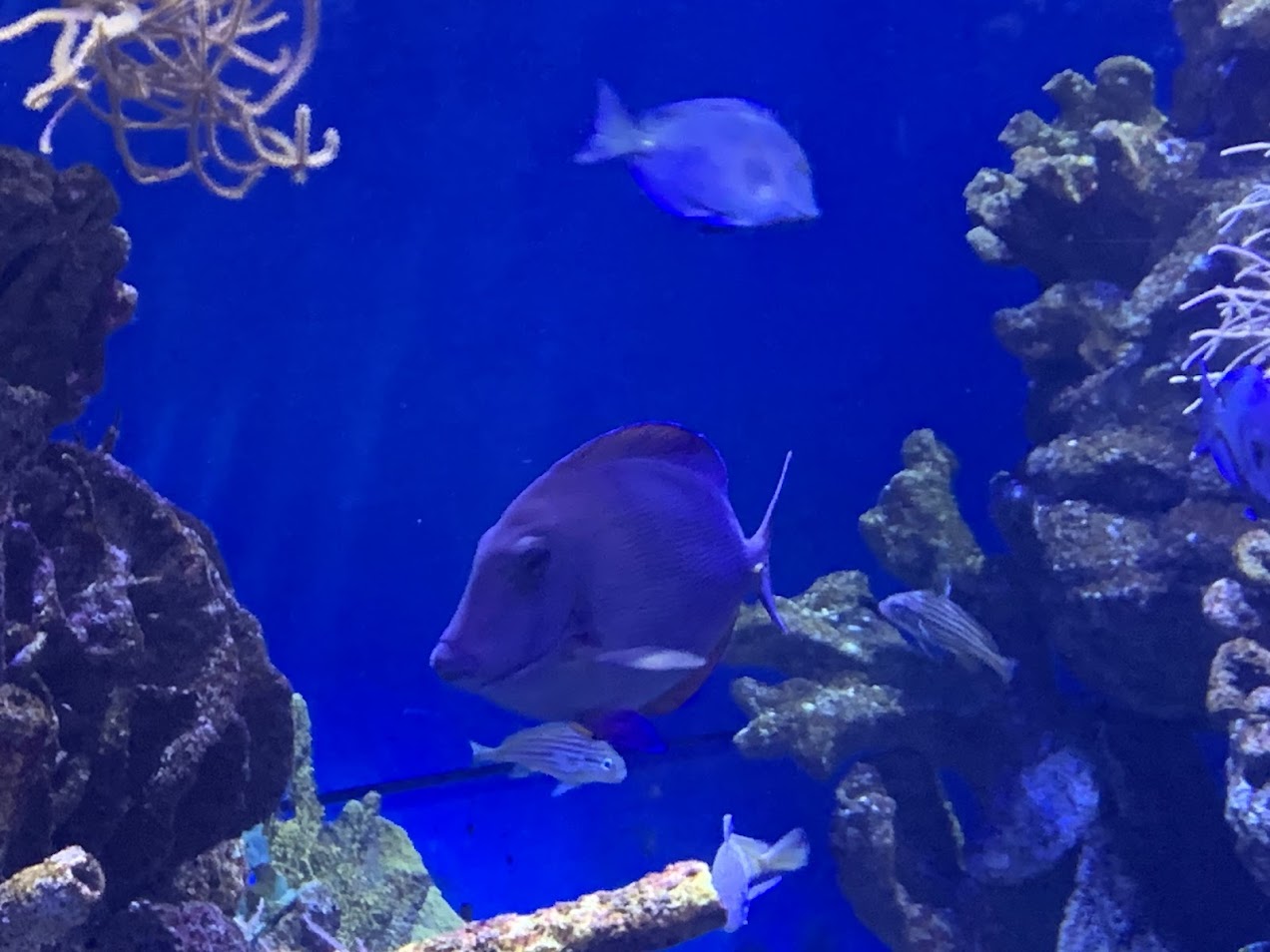 Atlantic blue tang?