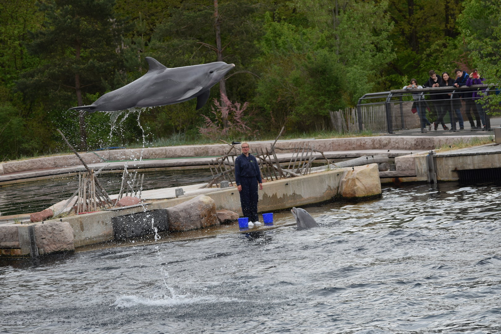 Atlantic bottelnose dolphin - May 2019
