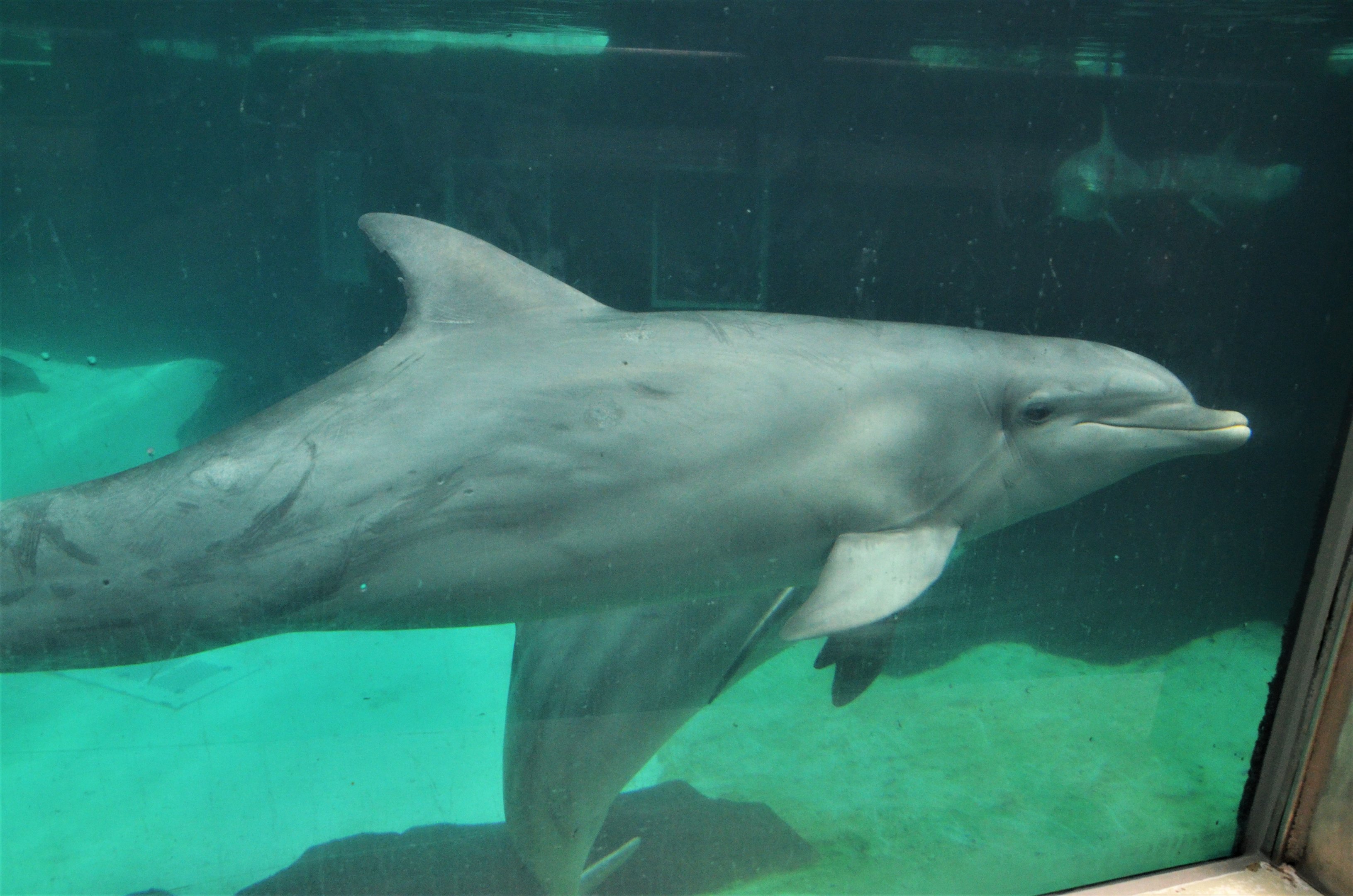 Atlantic Bottle-nose Dolphin at Duisburg, 17/06/19