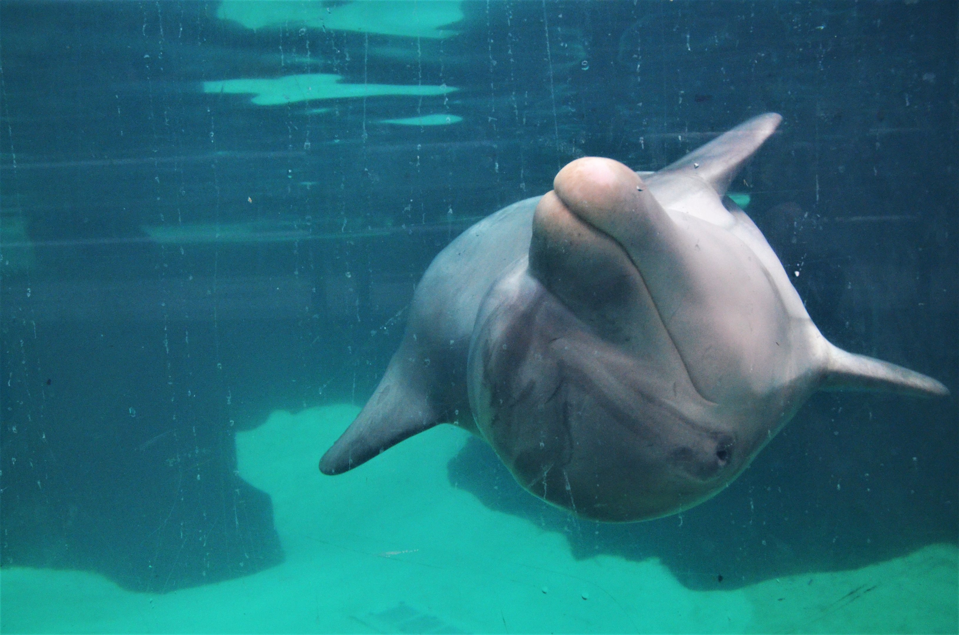 Atlantic Bottle-nose Dolphin at Duisburg, 17/06/19