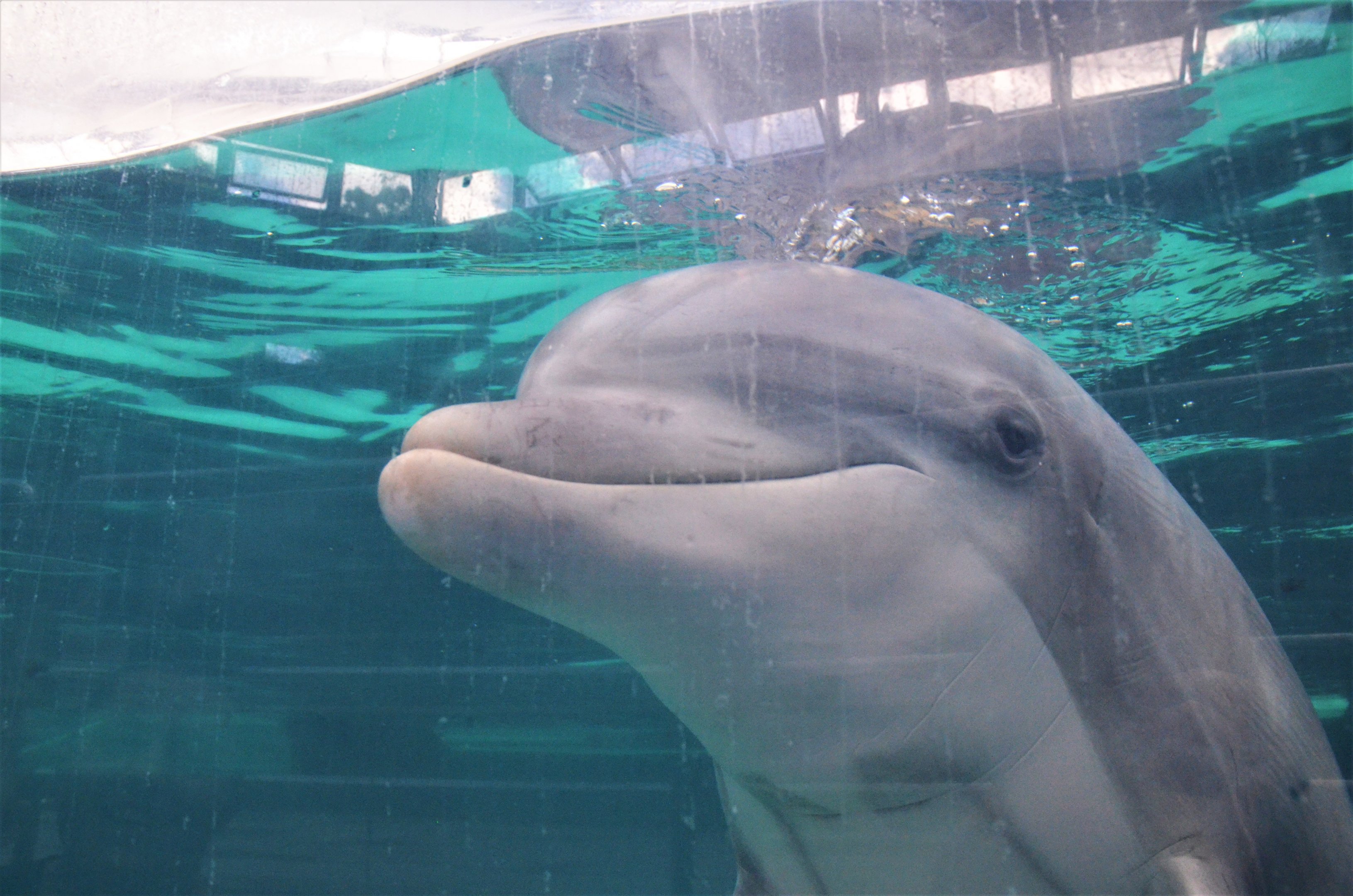 Atlantic Bottle-nose Dolphin at Duisburg, 17/06/19