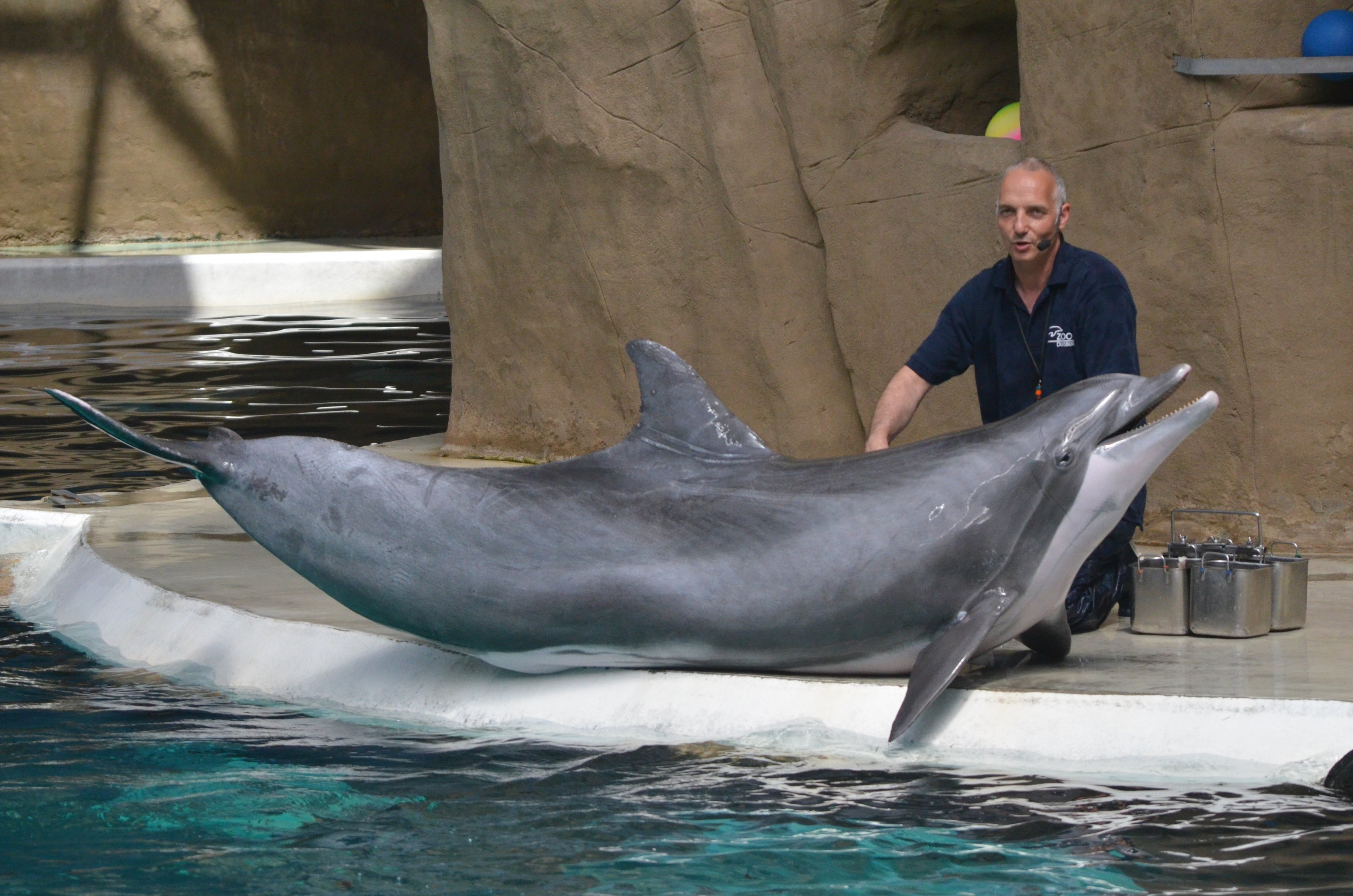 Atlantic Bottle-nose Dolphin at Duisburg, 17/06/19