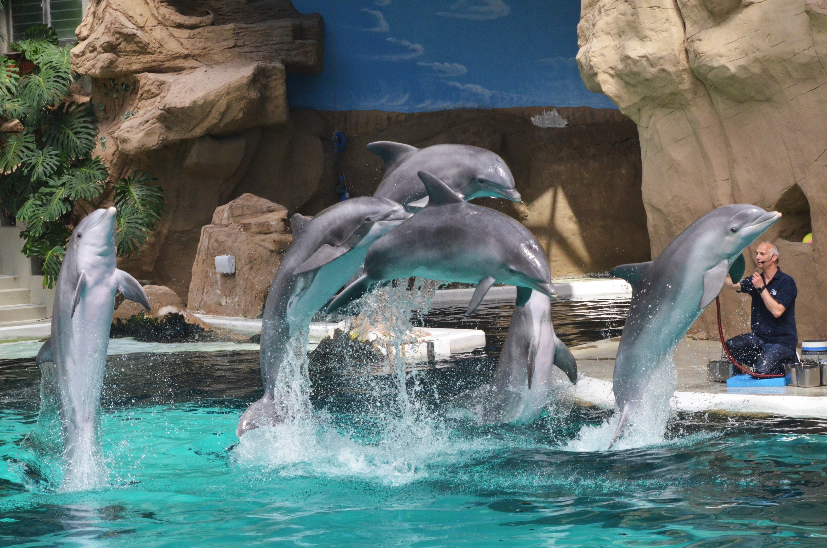 Atlantic Bottle-nose Dolphins at Duisburg, 17/06/19