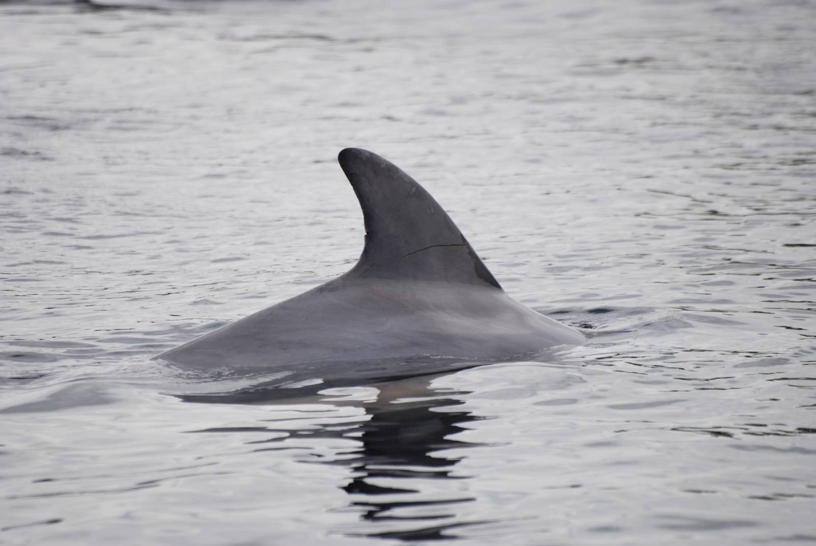 Atlantic Bottle-nosed Dolphin at Harderwijk, 01/06/12