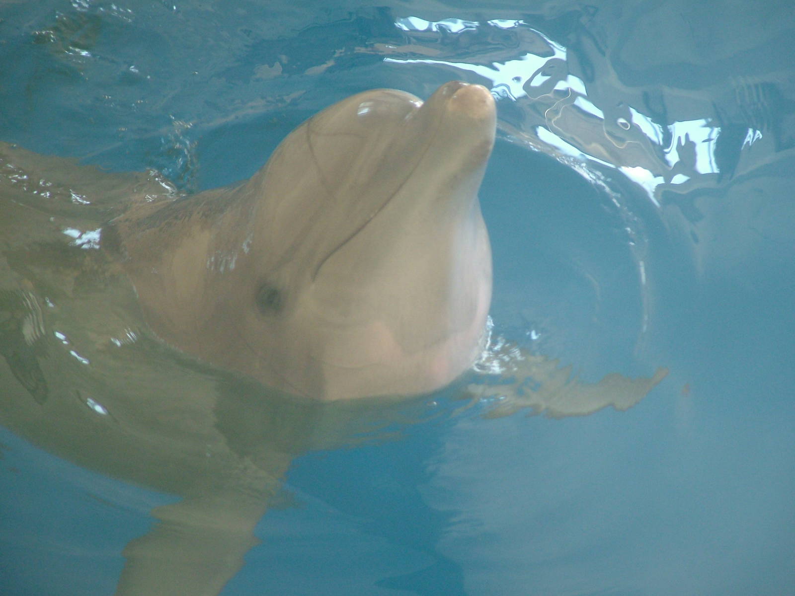 Atlantic Bottle-nosed Dolphin at Madrid Zoo Aquarium, 26/05/11