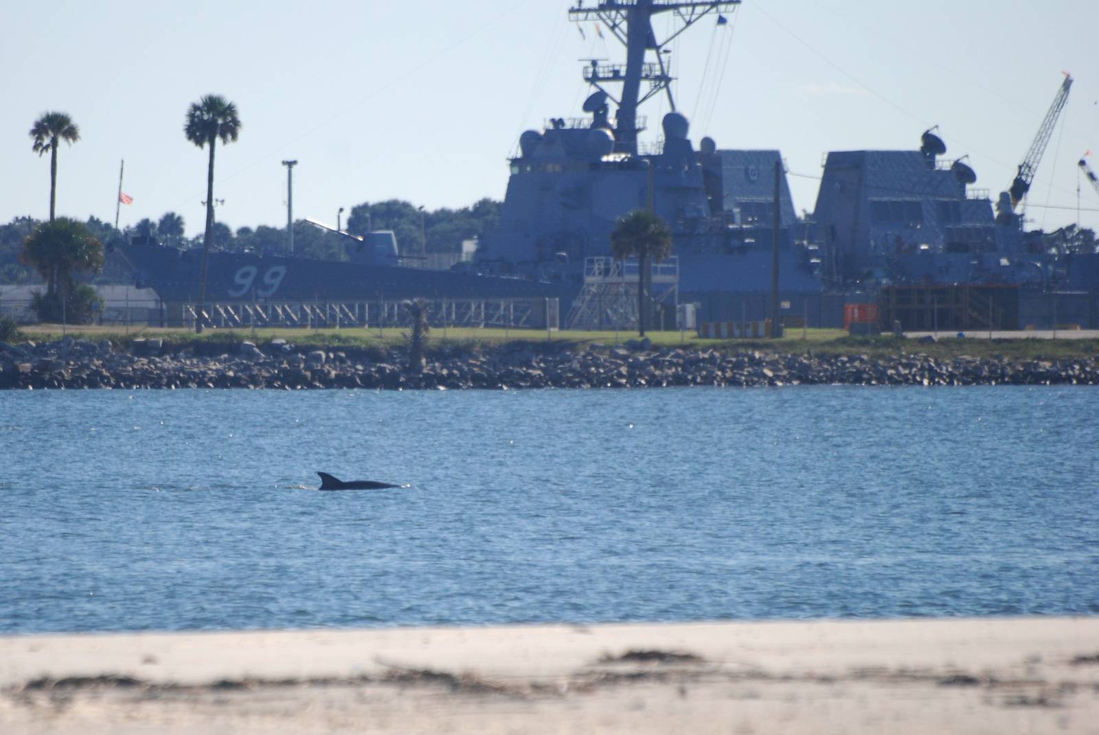 Atlantic Bottle-nosed Dolphin, Huguenot Memorial Park, October 2013