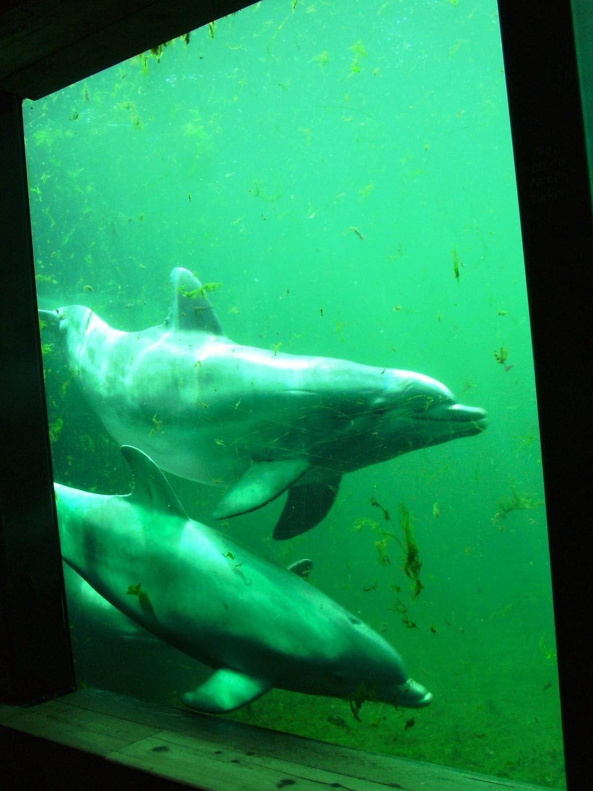 Atlantic Bottle-nosed Dolphins at Harderwijk, 01/06/12