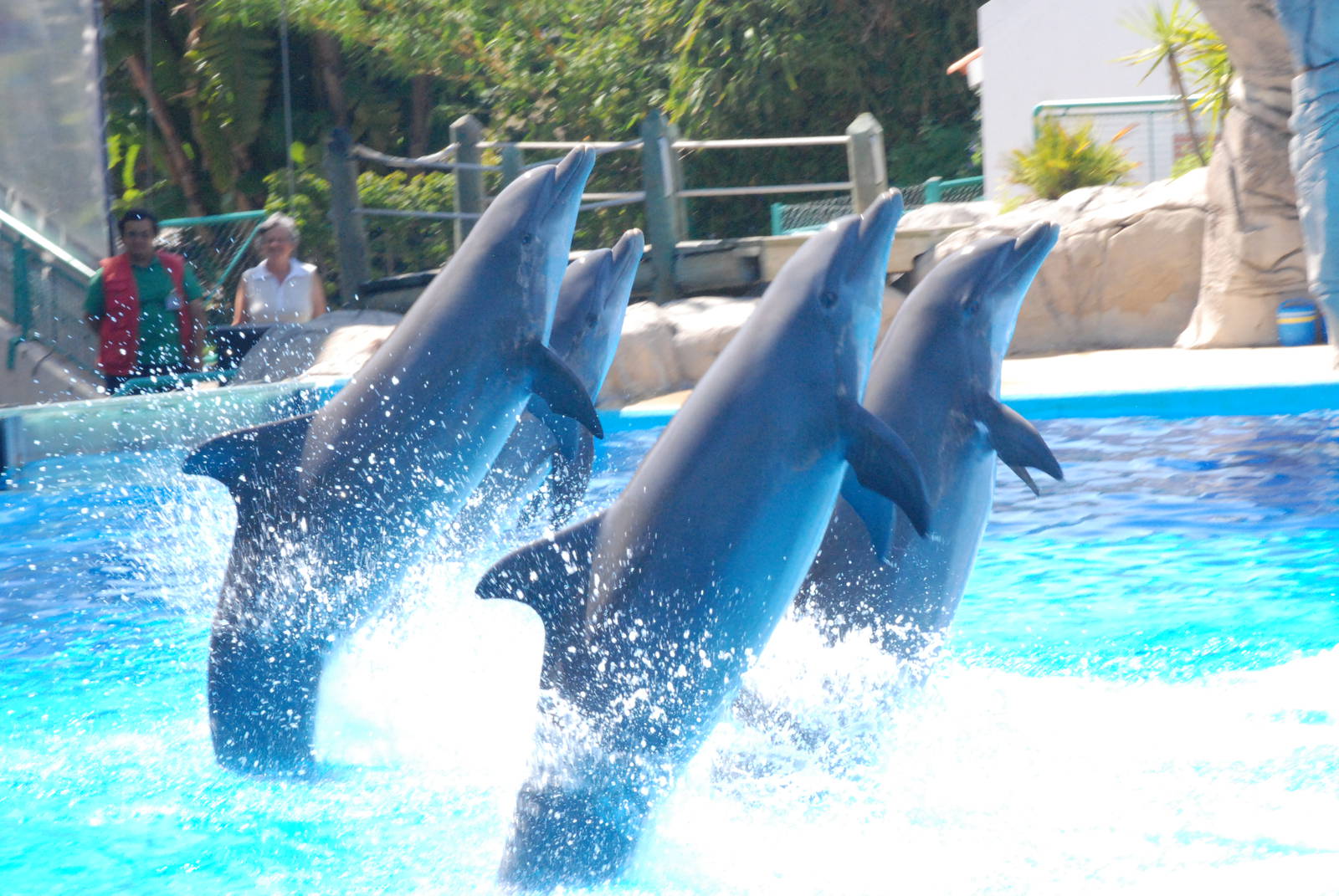 Atlantic Bottle-nosed Dolphins at Lisbon Zoo, 24/05/11