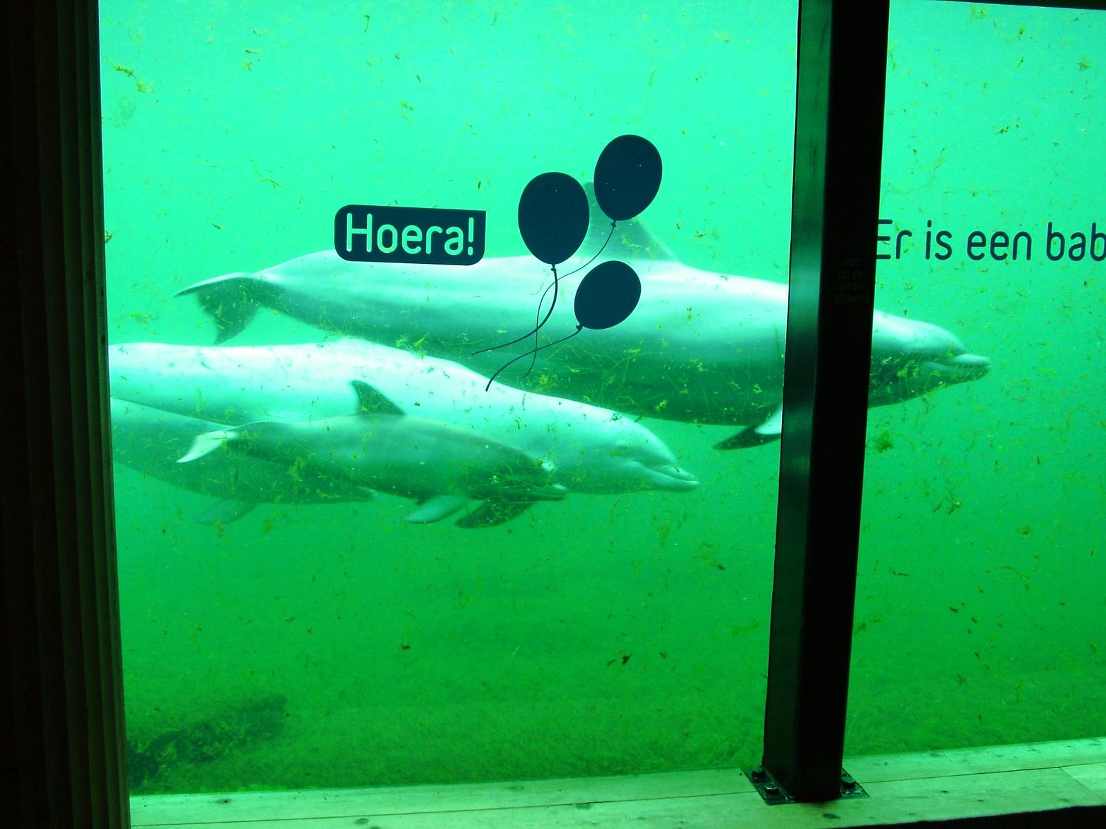 Atlantic Bottle-nosed Dolphins with Calf at Harderwijk, 01/06/12