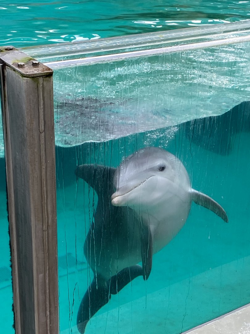 Atlantic bottlenose dolphin 011219