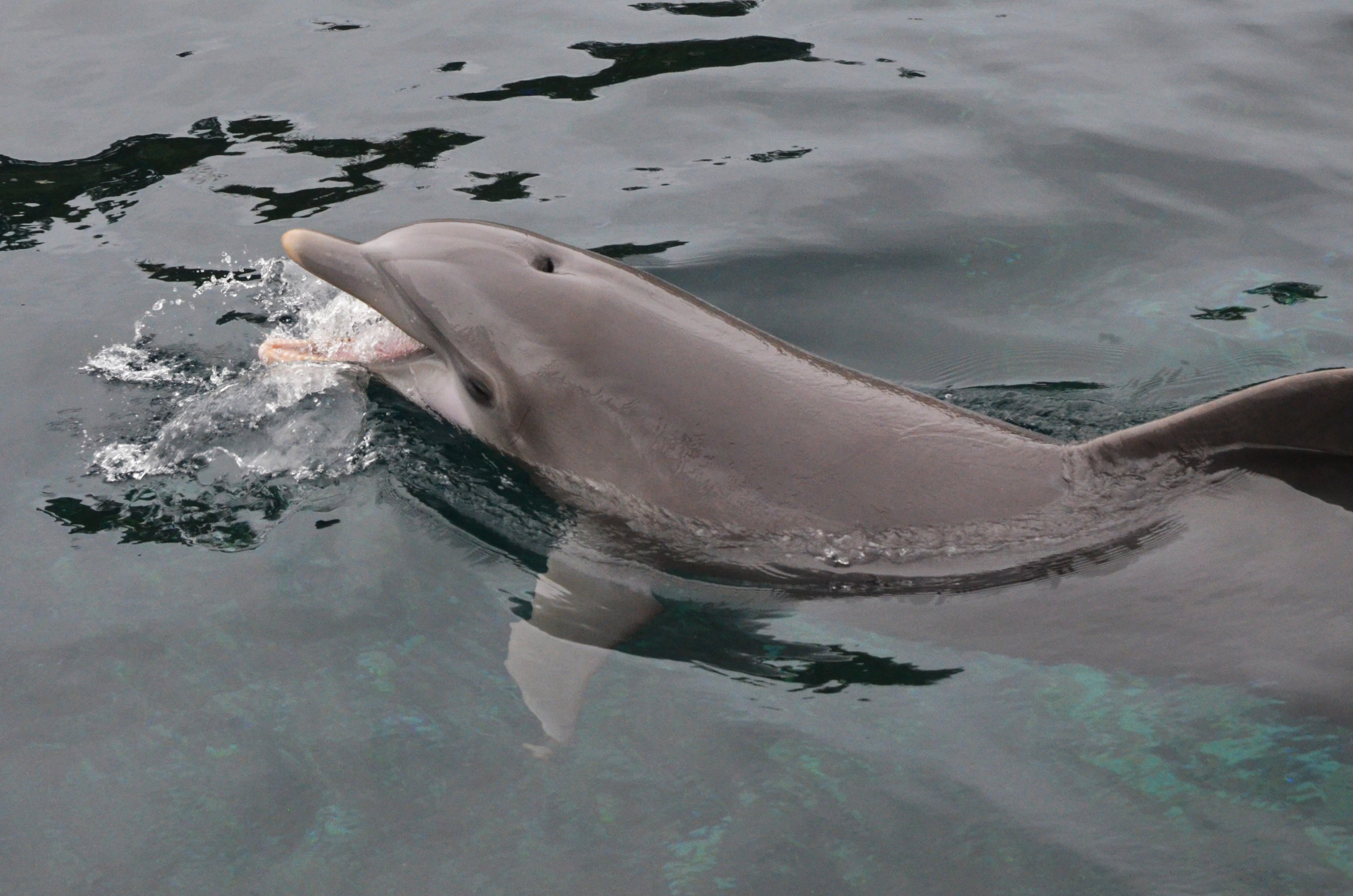 Atlantic Bottlenose Dolphin at Nuremberg, 07/09/19