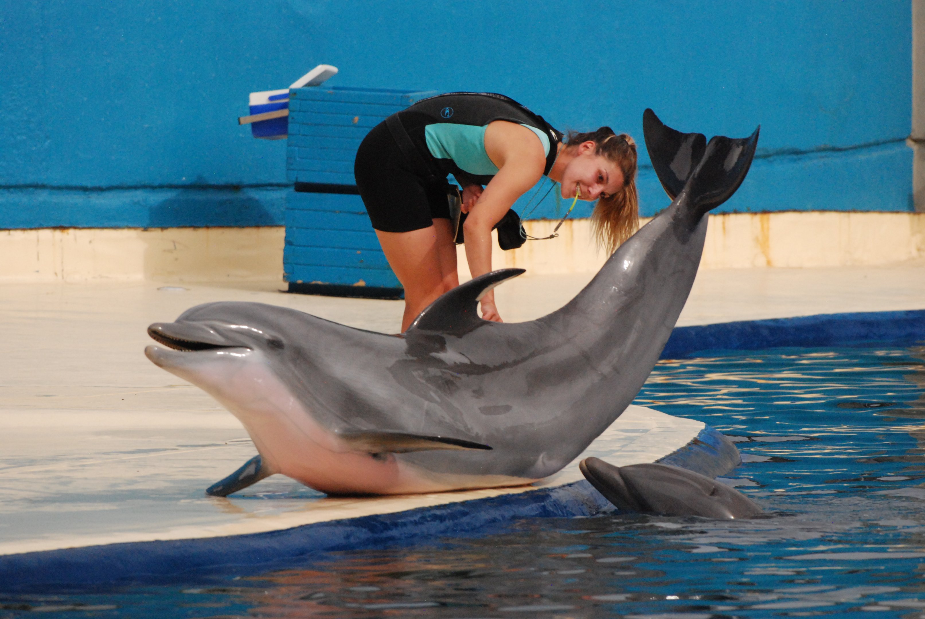 Atlantic Bottlenose Dolphin at Zoo Aquarium de Madrid, 20th May 2022