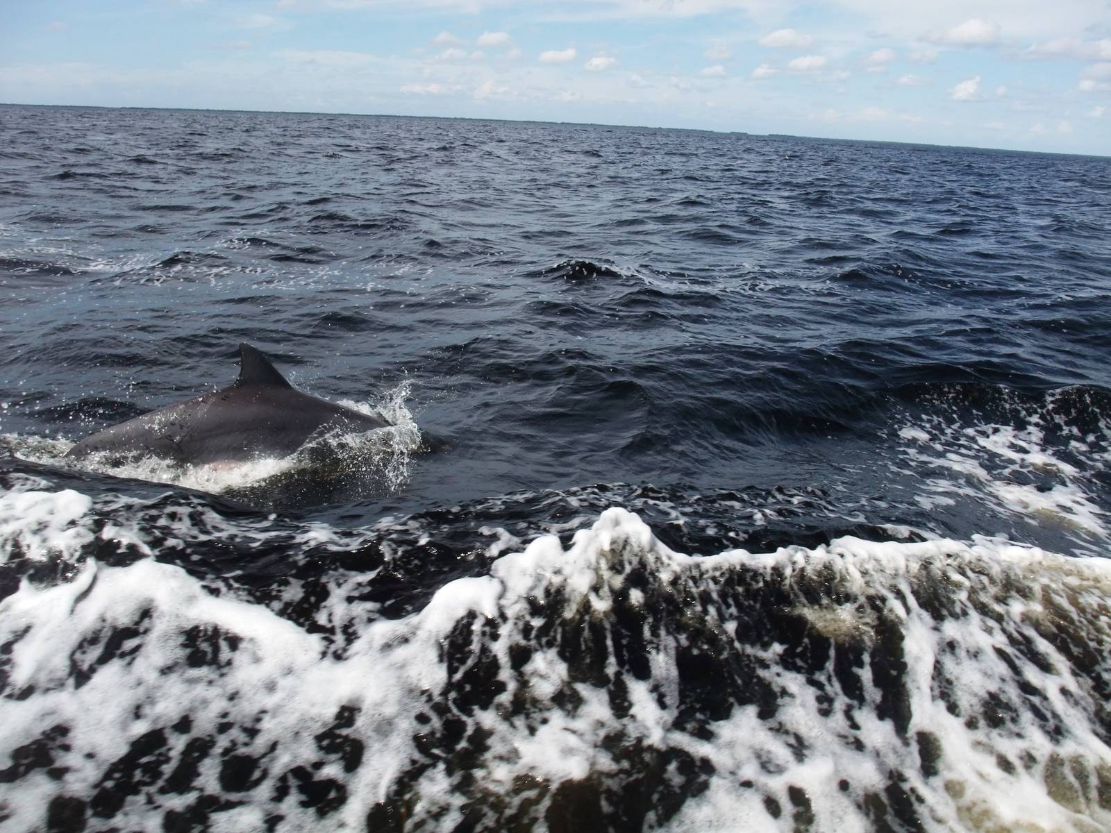Atlantic Bottlenose Dolphin, Charlotte Harbour, October 2013