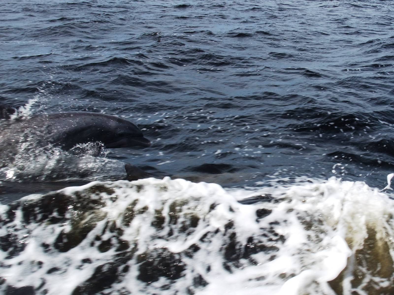 Atlantic Bottlenose Dolphin, Charlotte Harbour, October 2013