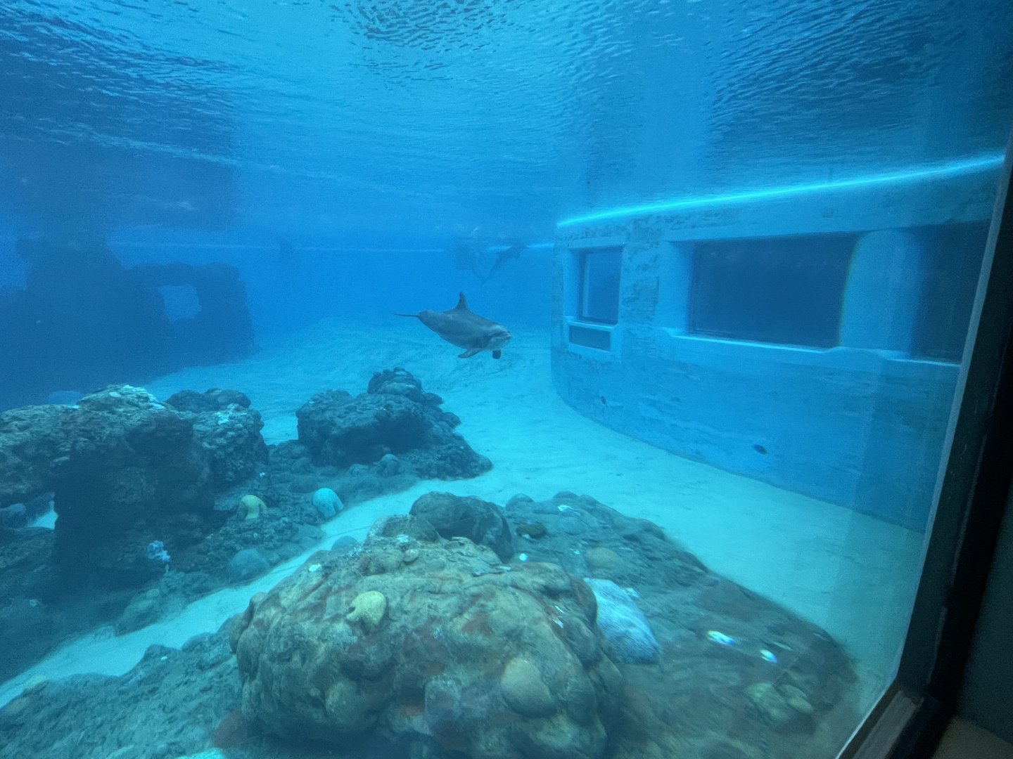 Atlantic Bottlenose Dolphin Exhibit