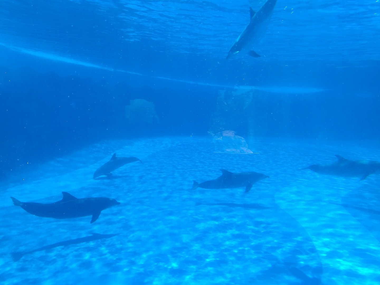 Atlantic bottlenose dolphin -MundoMar Benidorm (2021)