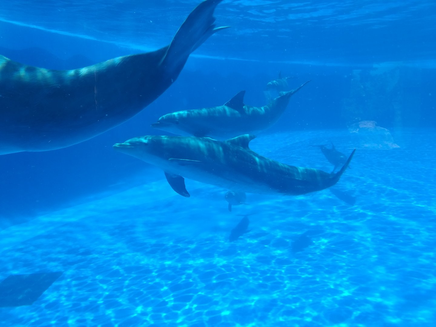 Atlantic bottlenose dolphin -MundoMar Benidorm (2021)