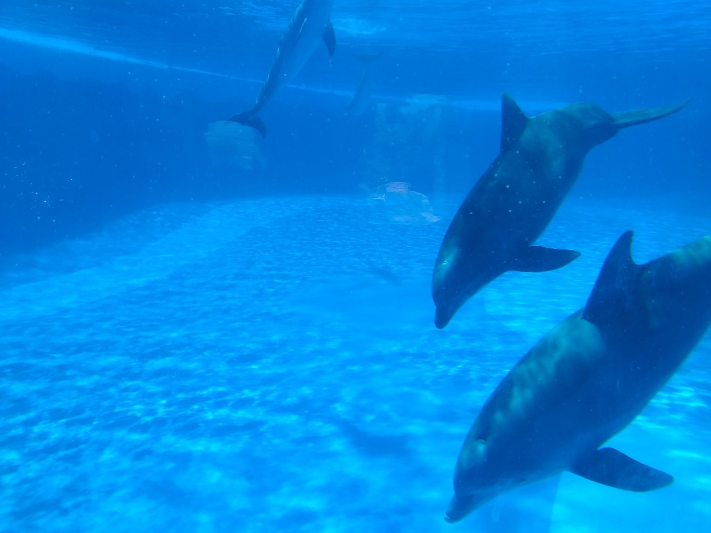 Atlantic bottlenose dolphin -MundoMar Benidorm (2021)