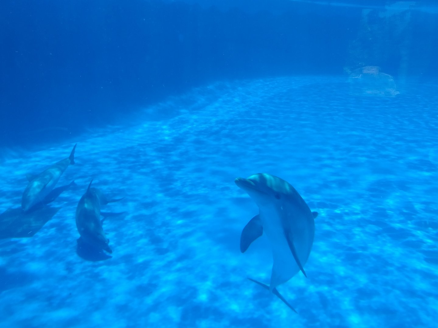 Atlantic bottlenose dolphin -MundoMar Benidorm (2021)